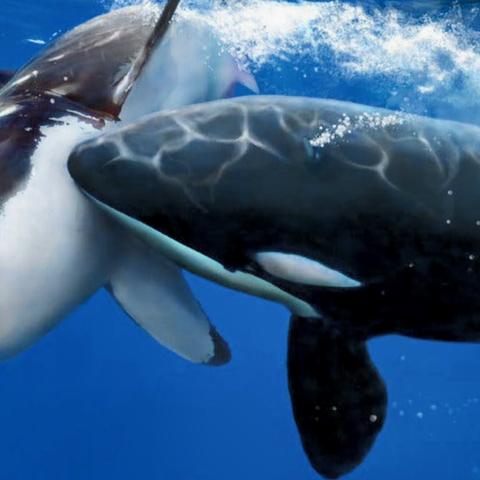 人类并非仅仅是从进化而来，还有其他更复杂的起源和演变过程存在。