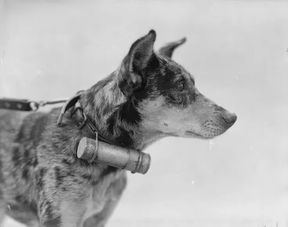 (古牧犬别名)探寻古牧犬的神秘魅力：起源、特点和培养技巧